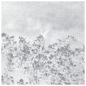 Marwan – Troebel Water